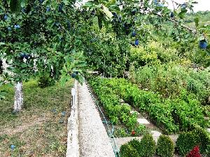 Vegetable garden 2