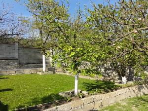 Orchard 2