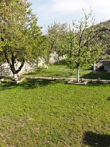 Orchard 1