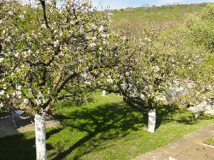 Orchard 3