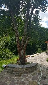 градина