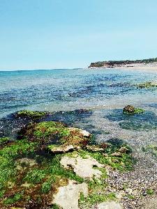Къща за гости Феникс, Шабла