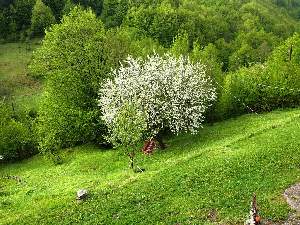 Комплекс Изгрев, Чифлик